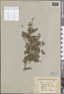 Ononis arvensis L., Middle Asia, Syr-Darian deserts & Kyzylkum (M7) (Uzbekistan)