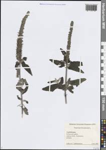 Teucrium hircanicum L., Caucasus, Azerbaijan (K6) (Azerbaijan)