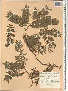 Tamarindus indica L., Africa (AFR) (Mali)