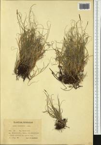 Carex rupestris All., Western Europe (EUR) (Finland)