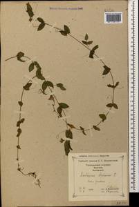 Lathyrus aphaca L., Caucasus, Georgia (K4) (Georgia)