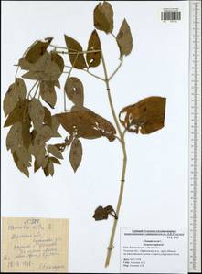 Clematis recta L., Eastern Europe, Central region (E4) (Russia)