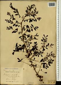 Indigofera suffruticosa Mill., South Asia, South Asia (Asia outside ex-Soviet states and Mongolia) (ASIA) (Indonesia)