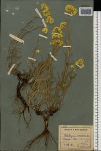 Helichrysum arenarium (L.) Moench, Eastern Europe, North Ukrainian region (E11) (Ukraine)