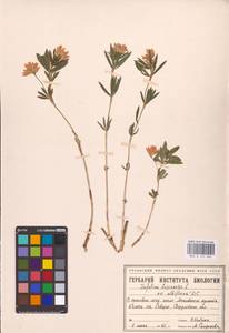 Trifolium lupinaster L., Eastern Europe, Eastern region (E10) (Russia)