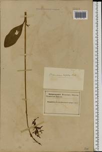 Platanthera bifolia (L.) Rich., Eastern Europe, Northern region (E1) (Russia)