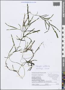 Potamogeton compressus L., Eastern Europe, Central region (E4) (Russia)