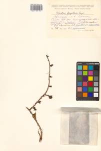 Celastrus flagellaris Rupr., Siberia, Russian Far East (S6) (Russia)