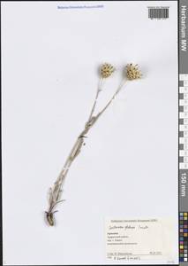 Centaurea pseudoscabiosa subsp. glehnii (Trautv.) Wagenitz, Caucasus, Armenia (K5) (Armenia)