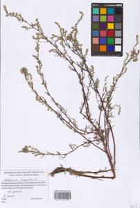 Artemisia campestris L., Eastern Europe, North-Western region (E2) (Russia)
