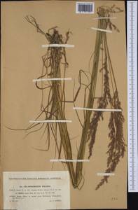 Calamagrostis villosa (Chaix) J.F.Gmel., Western Europe (EUR) (Czech Republic)
