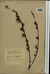 Salix myrsinifolia × phylicifolia, Eastern Europe, Northern region (E1) (Russia)