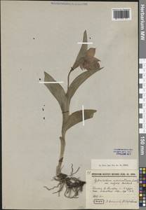 Cypripedium macranthos Sw., Siberia, Baikal & Transbaikal region (S4) (Russia)
