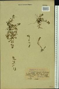 Lythrum portula (L.) D. A. Webb, Eastern Europe, Central forest region (E5) (Russia)