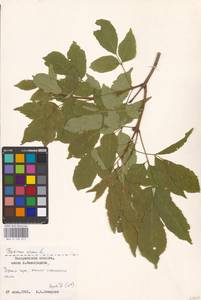 Fraxinus ornus L., Eastern Europe, West Ukrainian region (E13) (Ukraine)