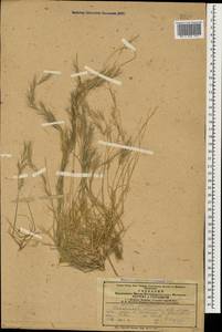 Aristida adscensionis L., Caucasus, Armenia (K5) (Armenia)