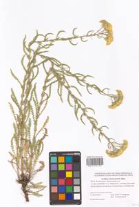 Achillea arabica Kotschy, Eastern Europe, Lower Volga region (E9) (Russia)