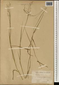 Panicum repens L., South Asia, South Asia (Asia outside ex-Soviet states and Mongolia) (ASIA) (Iraq)