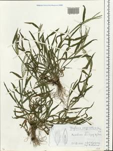 Digitaria sanguinalis (L.) Scop., Eastern Europe, Moscow region (E4a) (Russia)