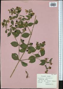 Silene baccifera (L.) Roth, Eastern Europe, Central region (E4) (Russia)