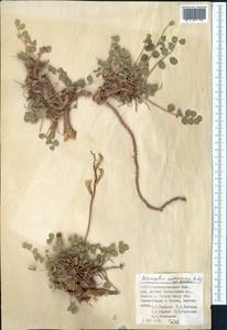 Astragalus cottonianus Aitch. et Baker, Middle Asia, Pamir & Pamiro-Alai (M2) (Uzbekistan)