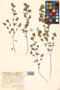Kummerowia striata (Thunb.) Schindl., Siberia, Russian Far East (S6) (Russia)