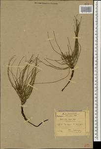 Equisetum telmateia Ehrh., Caucasus, Abkhazia (K4a) (Abkhazia)