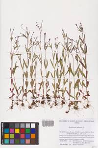 Epilobium palustre L., Eastern Europe, Northern region (E1) (Russia)