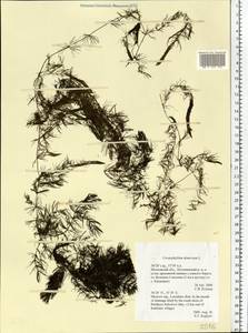 Ceratophyllum demersum L., Eastern Europe, Moscow region (E4a) (Russia)