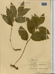 Polygonatum latifolium (Jacq.) Desf., Eastern Europe, Moldova (E13a) (Moldova)