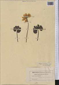 Sanguinaria canadensis L., America (AMER) (Not classified)