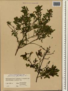 Chrysojasminum fruticans (L.) Banfi, Crimea (KRYM) (Russia)