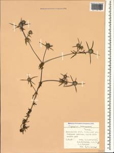 Eryngium caucasicum Trautv., Caucasus, Dagestan (K2) (Russia)