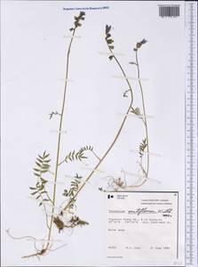 Polemonium villosum Rudolph ex Georgi, America (AMER) (Canada)