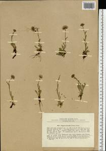 Erigeron borealis (Vierh.) Simmons, Eastern Europe, Northern region (E1) (Russia)