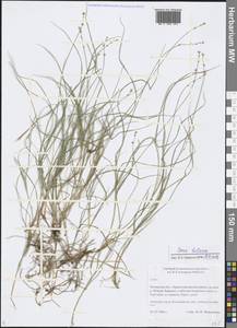 Carex loliacea L., Siberia, Baikal & Transbaikal region (S4) (Russia)