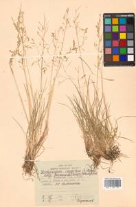 Deschampsia cespitosa (L.) P.Beauv., Siberia, Russian Far East (S6) (Russia)