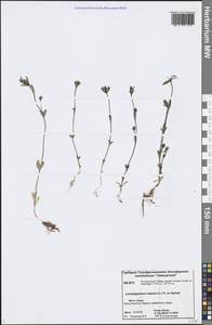 Lomatogonium rotatum (L.) Fr. ex Fernald, Siberia, Central Siberia (S3) (Russia)