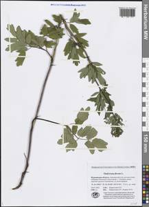 Thalictrum flavum L., Eastern Europe, Northern region (E1) (Russia)