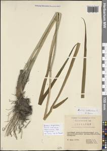 Acorus calamus var. angustatus Besser, Siberia, Altai & Sayany Mountains (S2) (Russia)