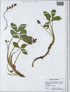 Menyanthes trifoliata L., Siberia, Chukotka & Kamchatka (S7) (Russia)