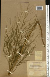 Asparagus officinalis L., Eastern Europe, South Ukrainian region (E12) (Ukraine)