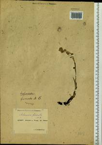 Artemisia furcata M. Bieb., Siberia, Yakutia (S5) (Russia)