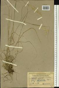 Melica ciliata L., Siberia, Central Siberia (S3) (Russia)