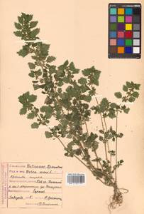 Urtica urens L., Siberia, Russian Far East (S6) (Russia)