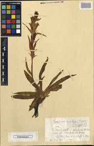 Gentiana tianschanica Rupr., Middle Asia, Dzungarian Alatau & Tarbagatai (M5) (Kazakhstan)