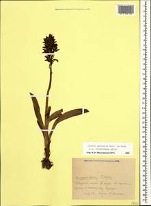 Orchis spitzelii Saut. ex W.D.J.Koch, Caucasus, Krasnodar Krai & Adygea (K1a) (Russia)