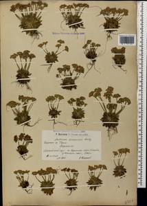 Androsace armeniaca Duby, Caucasus, Armenia (K5) (Armenia)