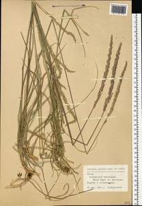 Koeleria pyramidata subsp. pyramidata, Eastern Europe, Lithuania (E2a) (Lithuania)