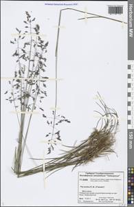 Poa arctica R.Br., Siberia, Central Siberia (S3) (Russia)